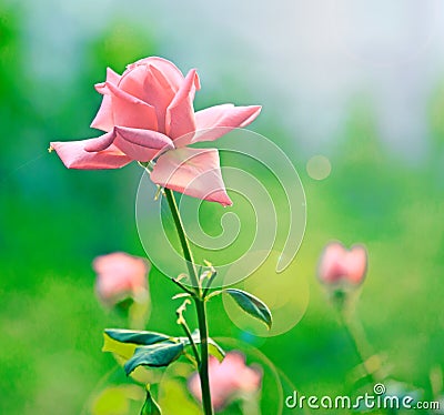 Nice rouse in garden Stock Photo