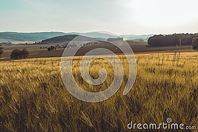 Nice rural czech landscape with wheat field, hill and trees at sunset, toned photo Stock Photo