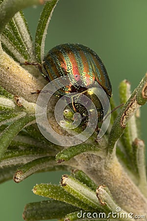 A nice and shiny Rosemary Beetle Stock Photo