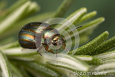 A nice and shiny Rosemary Beetle Stock Photo