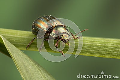 A nice and shiny Rosemary Beetle Stock Photo