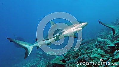 A nice shot of a Grey Reef Shark Stock Photo