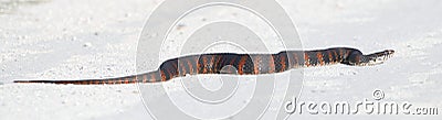 Nice sized Florida banded water snake with orange bands crossing sandy gravel road in perfect light Stock Photo