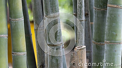 Nice and slient background of zen bamboo abstract pattern background Stock Photo