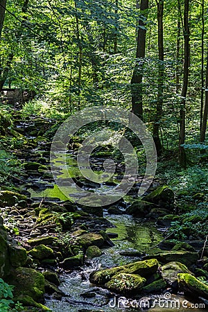 Nice small brook in forest with trees, Czech republic Stock Photo