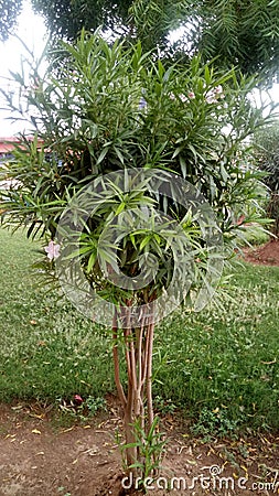 Nice Small tree in a garden Stock Photo