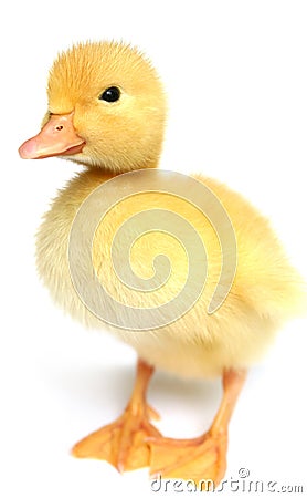The nice small yellow goose Stock Photo