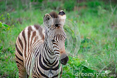 Nice specimen of zebra Stock Photo