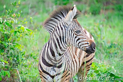 Nice specimen of zebra Stock Photo
