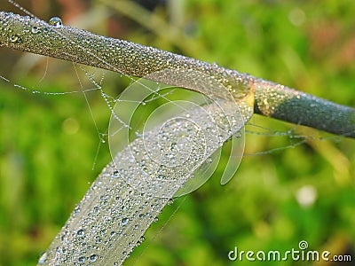 Spider net and reed plant with morning dew, Lithuania Stock Photo