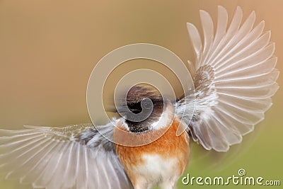 Nice stonechat male with wings in motion Stock Photo