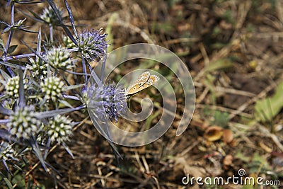 purple plants with butterflies flying around Stock Photo