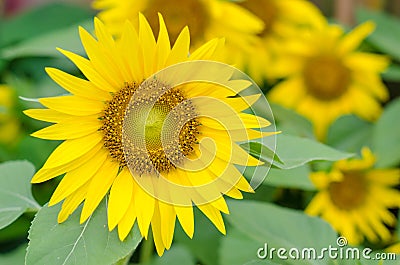 Nice sunflower blooming Stock Photo