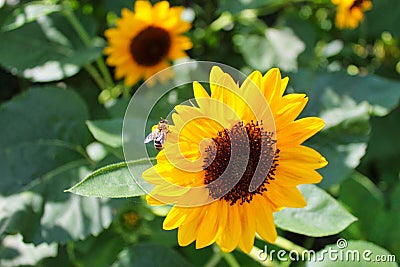 nice sunflower in the garden at summer Stock Photo