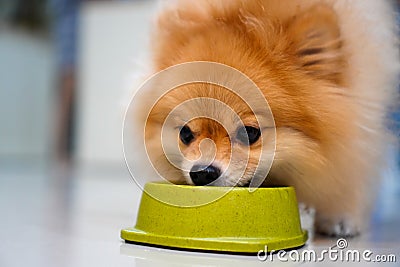 Nice taste. Close up of beautiful dog eating from the bowl, Puppy eating dogs food, Pets at home. Stock Photo