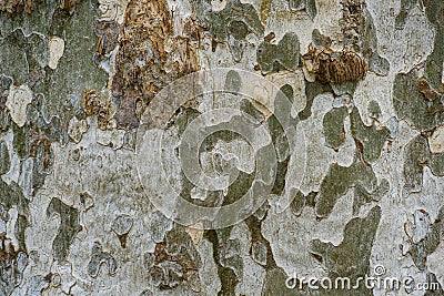 Nice texture of American Sycamore Tree bark Platanus occidentalis variegata, Plane-treein Arboretum Park Southern Cultures Stock Photo