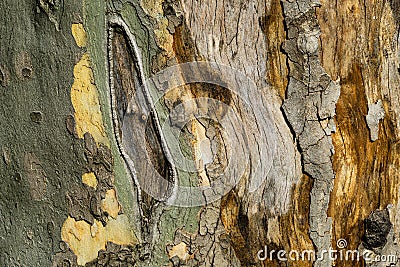 Nice texture of American Sycamore Tree Platanus occidentalis, Plane-tree bark. Natural green, yellow, gray and brown Stock Photo