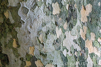 Nice texture of American Sycamore Tree Platanus occidentalis, Plane-tree bark in Sochi. Natural green, yellow, gray and brown Stock Photo