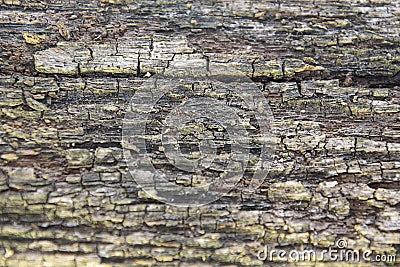 Nice texture Stock Photo