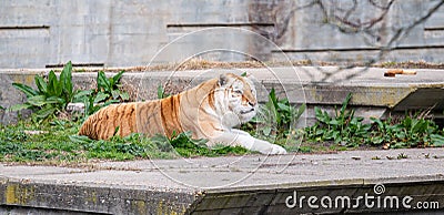 Nice tiger Panthera tigris resting on bushes Stock Photo