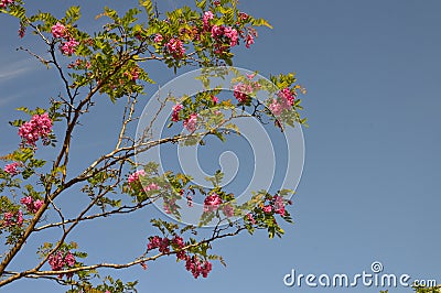 Robinia hispida on a background of blue sky Stock Photo