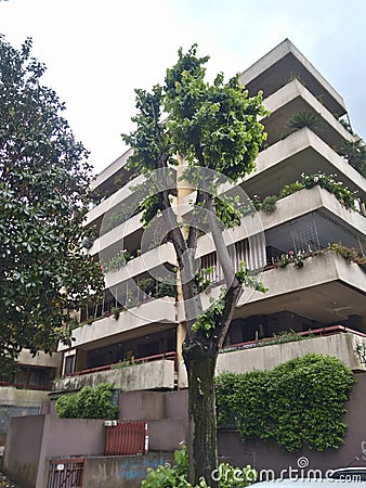 Nice tree near residential buildings in EUR Rome Stock Photo