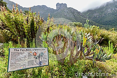 Kirstenbosch Botanical Gardens, Cape Town, South Africa Editorial Stock Photo