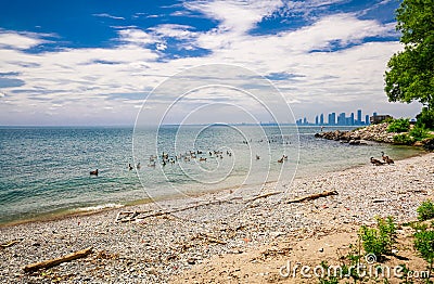 Nice view of outdoor park beach near the lake ontario with many birds sitting in water Stock Photo