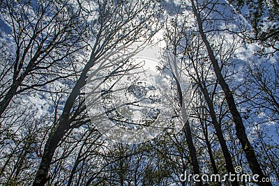 A nice view under the trees Stock Photo