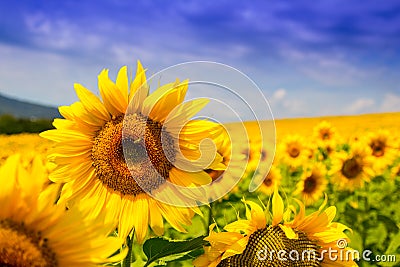 Nice view of yellow sunflowers, summer nature landscape Stock Photo