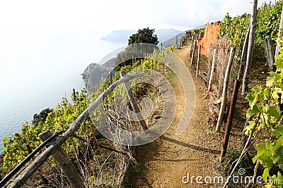 Vineyard by the sea Stock Photo