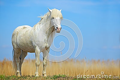 Nice white horse on the meadow. Horse with dark blue sky, Camargue, France. Beautiful white animal in the nature habitat. Wild hor Stock Photo