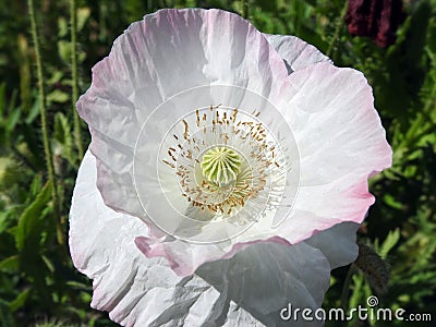 Beautiful white poppy flower, Lithuania Stock Photo