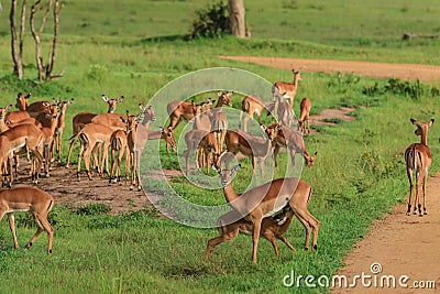 Nice Wild African Impalas in the Mikumi National Park, Tanzania Stock Photo