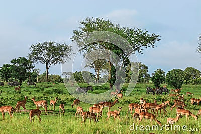 Nice Wild African Impalas in the Mikumi National Park, Tanzania Stock Photo