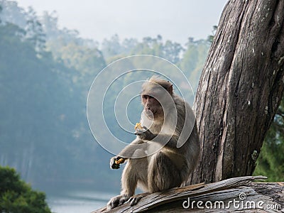 Wild Monkeys near Munnar, Kerala, India Stock Photo