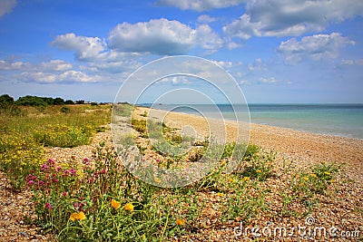 Nice wildflowers beach nature Kent England Stock Photo