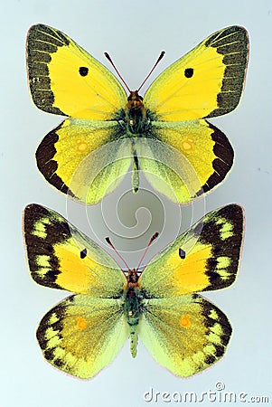 Nice yellow butterflies Colias chrysotheme male and female. Pieridae. Stock Photo