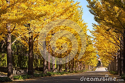 Nice yellow color with ginkgo tree Stock Photo