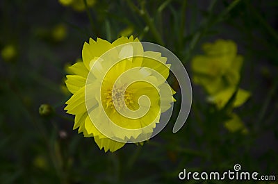 The nice yellow flower. Stock Photo