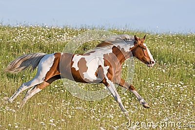 Nice young appaloosa horse running Stock Photo