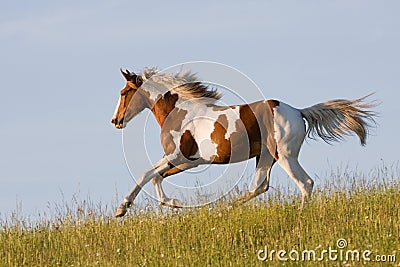 Nice young appaloosa horse running Stock Photo