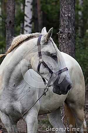 Nicely decorated horse at local fiesta, Andalucia Stock Photo