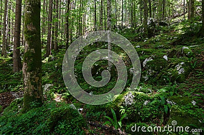 Nicely illuminated forest with a lot of moss on the ground, Slovenia, Europe Stock Photo