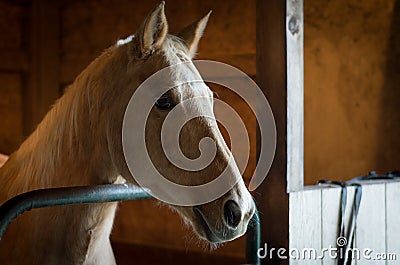 Nicely lit horse in barn looking out Stock Photo