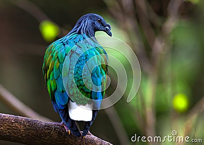 Nicobar Pigeon Stock Photo