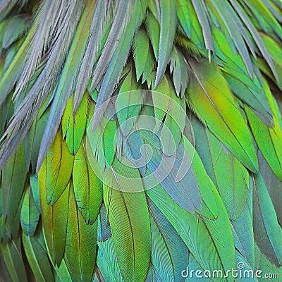 Nicobar Pigeon feathers Stock Photo