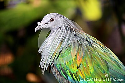 Nicobar Pigeon Stock Photo