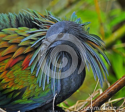 Nicobar Pigeon Stock Photo