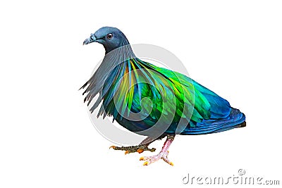 Nicobar Pigeon isolated Stock Photo